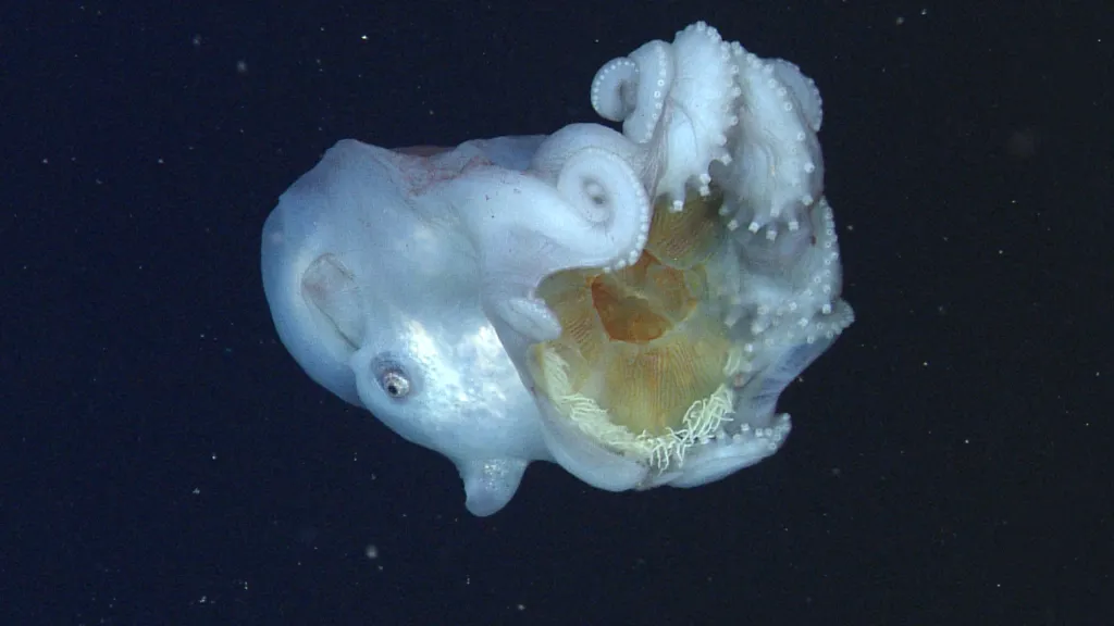 Chobotnice Haliphron atlanticus