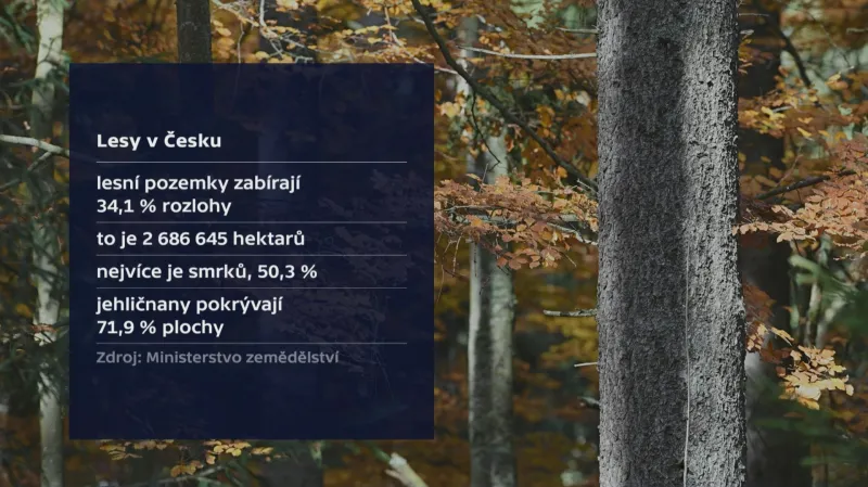 Lesy v Česku
