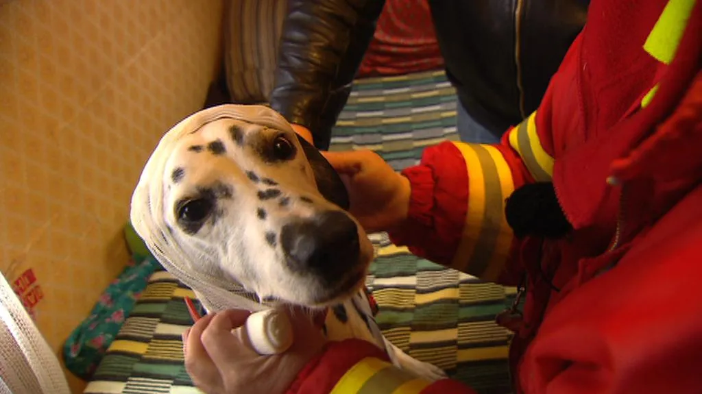 Ošetření dalmatina