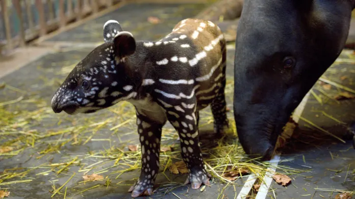 Do zlínské zoo se narodilo mládě tapíra