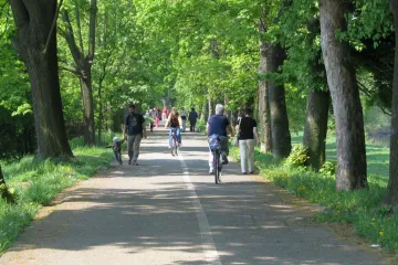 V Přerově začalo kácení javorů