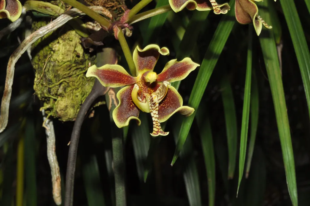 Výstava orchidejí v pražské botanické zahradě