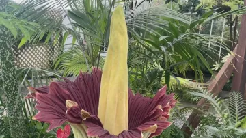 Zapáchající zmijovec láká návštěvníky kalifornské botanické zahrady