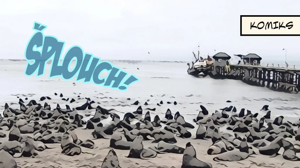 Stovky lachtanů obsadily pláže v Chile. Jejich odchodu brání hladové kosatky