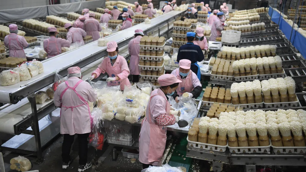 Pracovníci balí jedlé houby na moderní zemědělské průmyslové základně ve východní Číně
