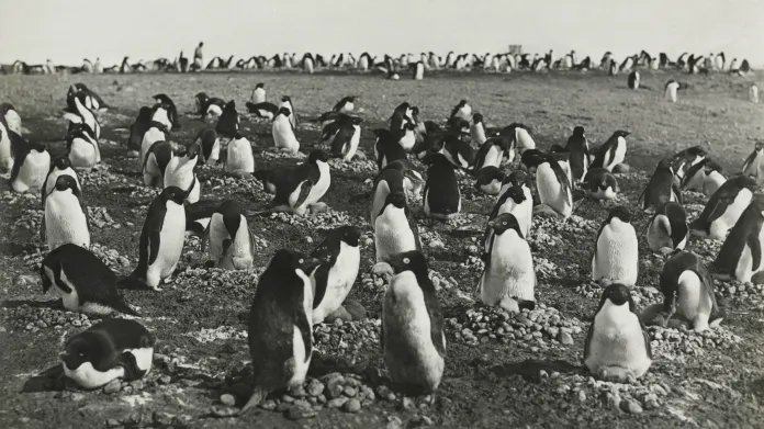 Fotografie tučňáků pořízené Levickem v Antakrtidě
