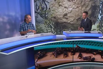 Vypátrat hnízdo na Plzeňsku pomohly přírodovědcům samy hladové sršně asijské
