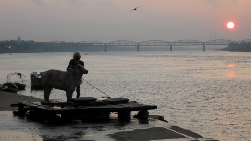 Svatý muž omývá krávu na břehu Gangy