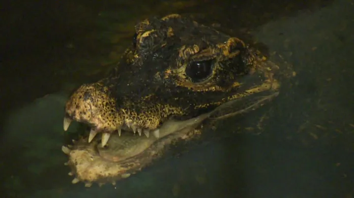 Krokodýl čelnatý v Zoo Plzeň
