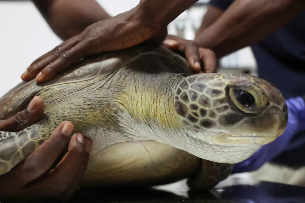 Než vypustí organizace Greenfingers Wildlife Conservation Initiative zachráněné želvy zpět do mořských vod, musí je zkontrolovat a případně ošetřit ve své želví rezervaci