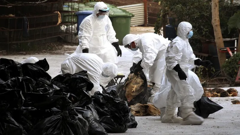 Likvidace drůbeže v Číně