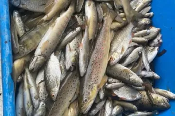 Jáchymovský potok na Karlovarsku znečistila neznámá látka, uhynuly desítky ryb