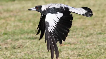 Flétňák australský