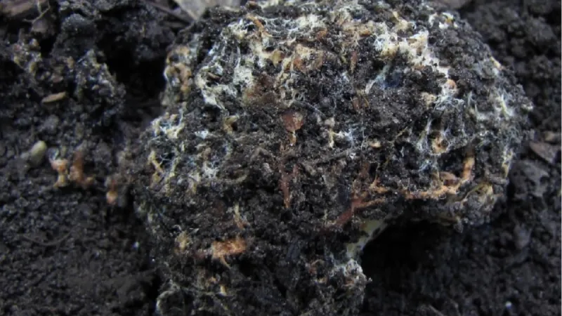 Seslička poduškovitá