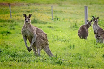 Klokani se mohou naučit komunikovat s lidmi, tvrdí nová studie