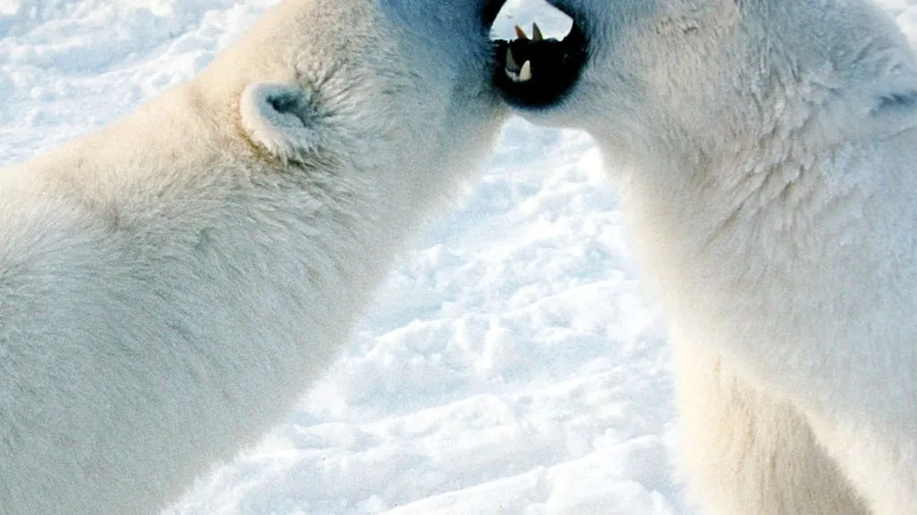 Lední medvědi