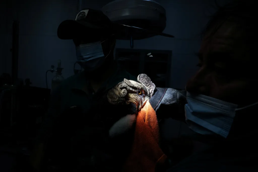 Pracovníci zoologické zahrady ošetřují kondora, který byl postřelen