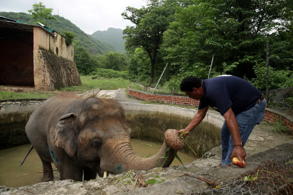 Přesun nejsmutnějšího slona světa Kaavana do nového domova v Kambodži