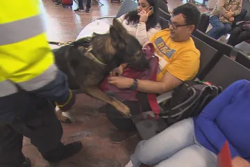 Speciálně vycvičení psi pomáhají celníkům odhalovat pašované bankovky. Případů přibývá