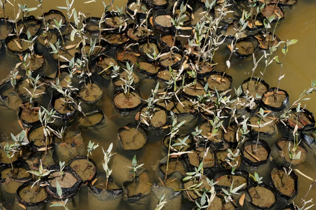 Semenáčky mangrove. V budoucnu mají pomoct v boji proti klimatickým změnám