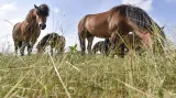 Divocí koně v Podyjí pomohou se spásáním náletů