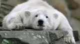 Medvěd Knut