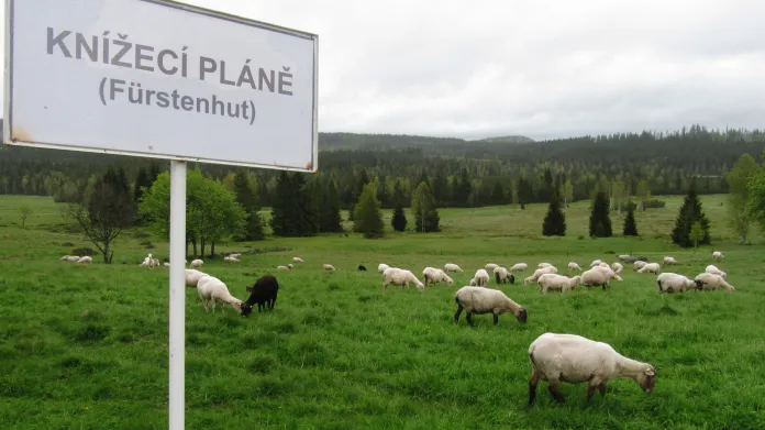 Ovce na Knížecích Pláních na Šumavě na snímku z roku 2013