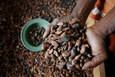 Odvrácená tvář kakaového průmyslu. Na afrických plantážích vládne chudoba a dětská práce