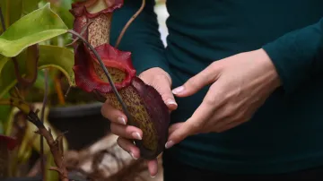 Botanička Markéta Aubrechtová drží v ruce láčku, lapací orgán masožravek