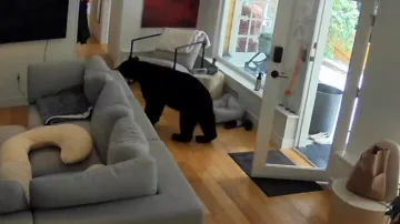 Nebojácný pomeranian vyhnal z kanadského domu medvěda