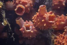 Mikroplasty zamořují oceány i živé tvory. Izraelští biologové zjišťují, jak jsou nebezpečné