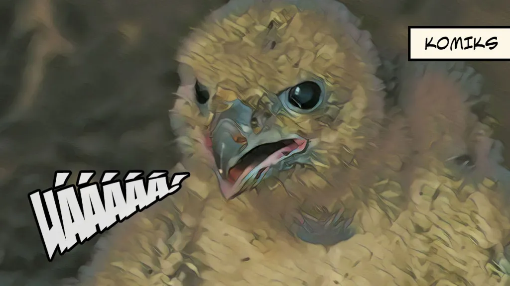 Kroužkování malých sokolů