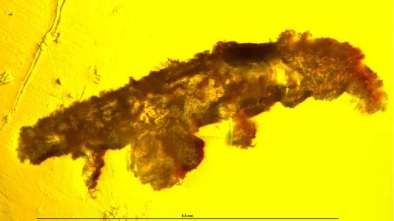 Želvuška v jantaru