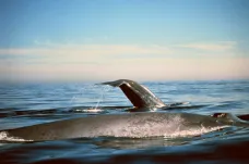 Velryby se po několika dekádách vracejí do polárních oblastí, zjistili vědci