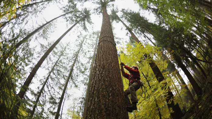 Vlastibořská douglaska, tedy nejvyšší strom v ČR, při měření v roce 2014