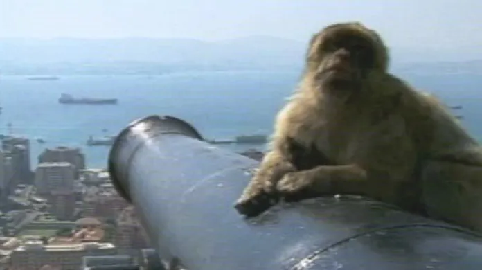 Gibraltar obývají makakové.
