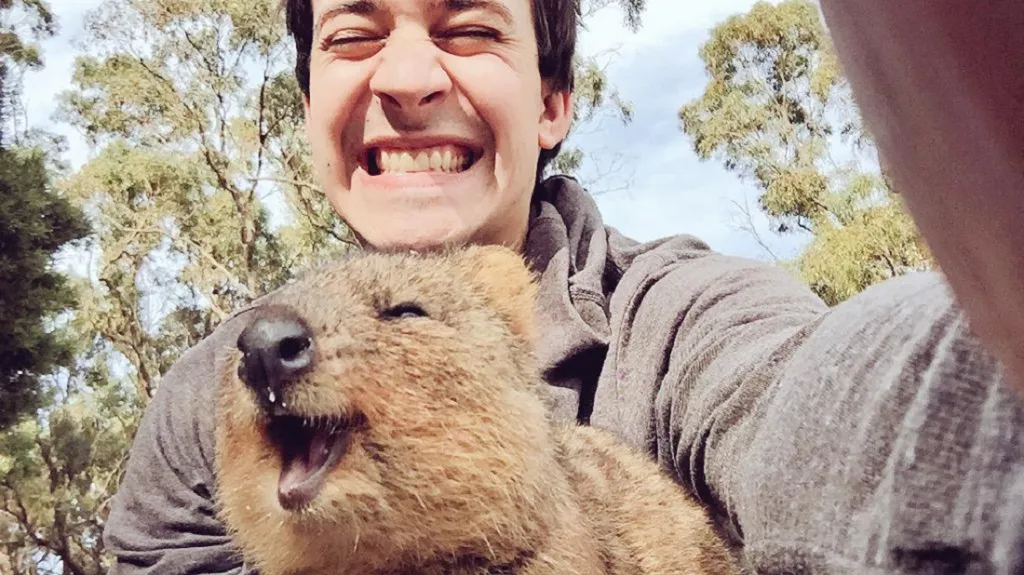 Móda selfie klokanům quokka uškodila