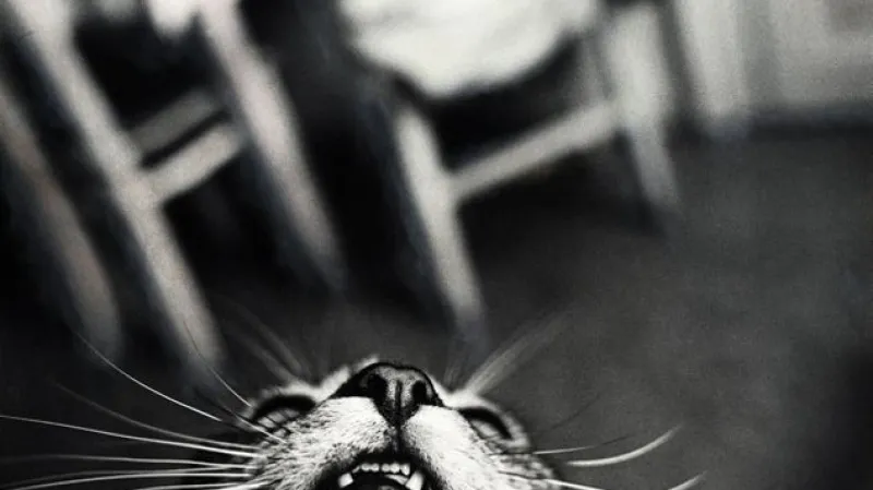 Peter Župník / Kočka, která chtěla být tygrem, 1985/2012