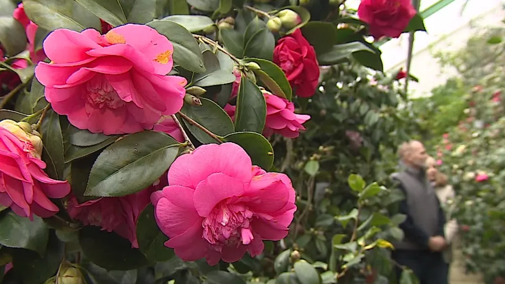 Kamélie na zámku v Rájci nad Svitavou