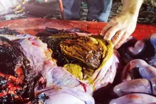 Velryba měla v těle 40 kilo plastů, hlavně sáčky a tašky. Zemřela na pobřeží Filipín