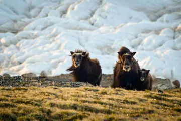 Pod grónskými ledovci se skrývá život. A uvolňuje metan do atmosféry, ukázal výzkum s českým podílem