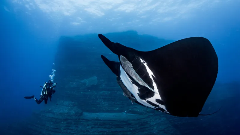 Kategorie Amatéři s digitální zrcadlovkou, 1. místo. Oceanic Manta Ray