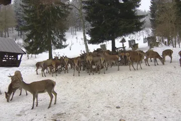 Na hory nejen na sjezdovky. KRNAP pořádá výpravy za krmením jelenů 
