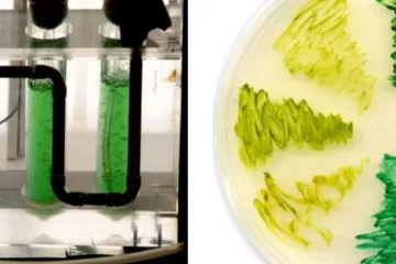 Evropský grant pro českou vědu. Mikrobiolog Komenda bude zkoumat, jak vylepšit fotosyntézu