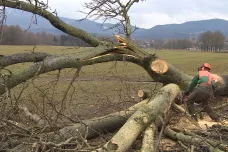 Na Frýdlantsku padne 500 stromů z kočárové aleje. Začala rekonstrukce silnice na Krásný Les 