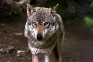 Stát nabízí peníze na obranu proti vlkům či bobrům