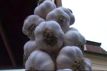 Festival česneku v Buchlovicích