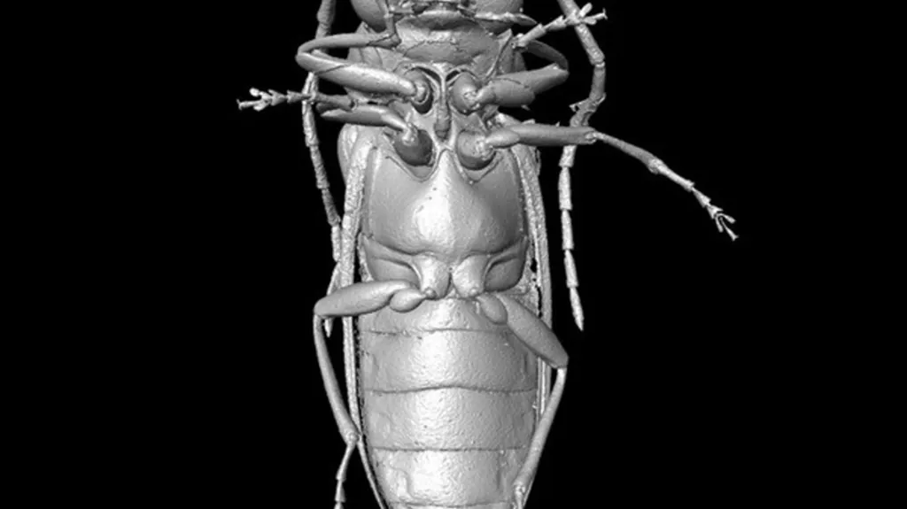 Mikro-CT rekonstrukce druhu Mysteriomorphus pelevini