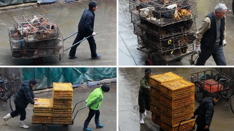 Likvidace drůbeže se šanghajské tržnice