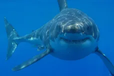 Česká aplikace pomůže sledovat žraloky a rozkrývat změny v oceánech